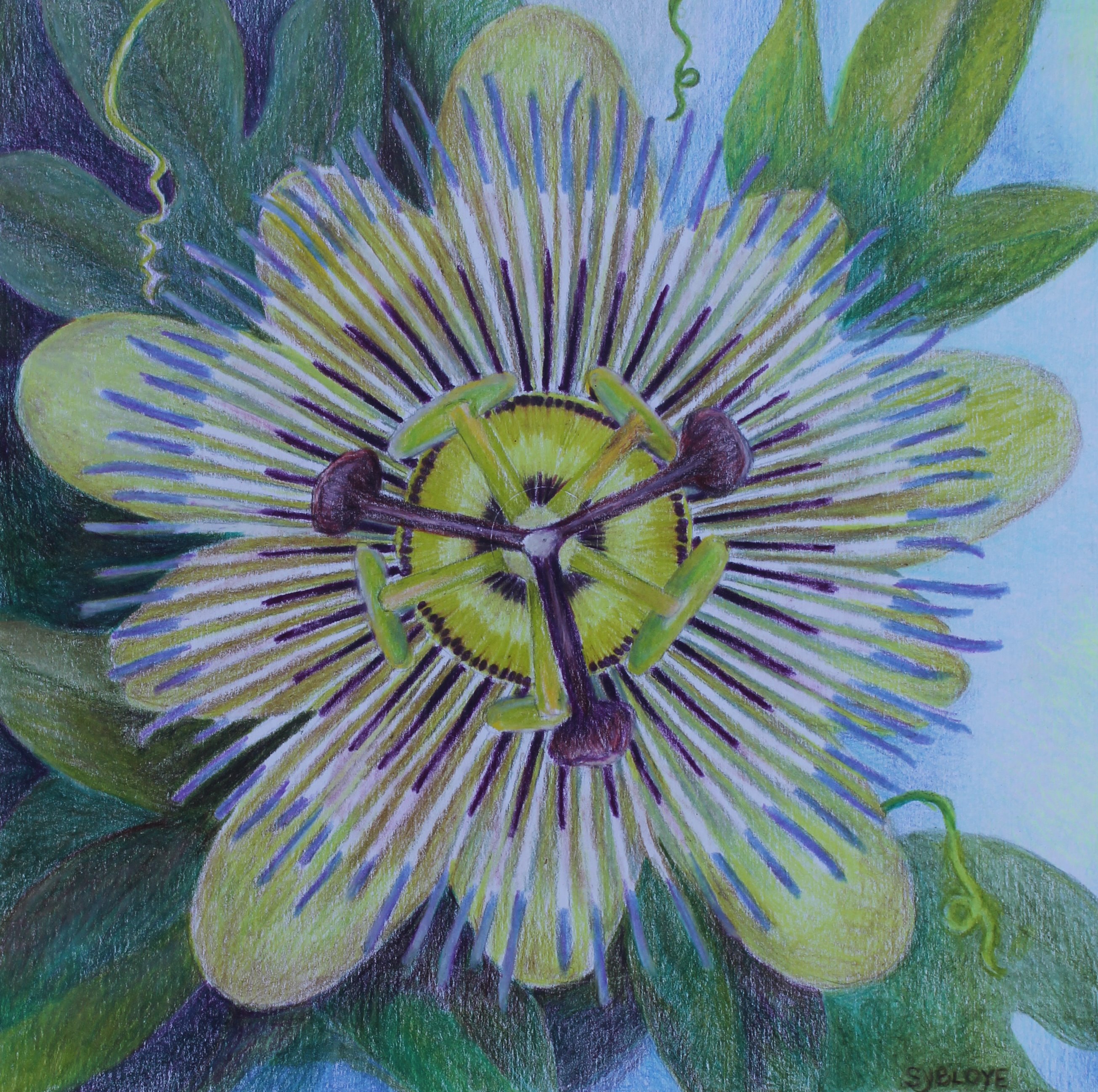 Passion Flower
